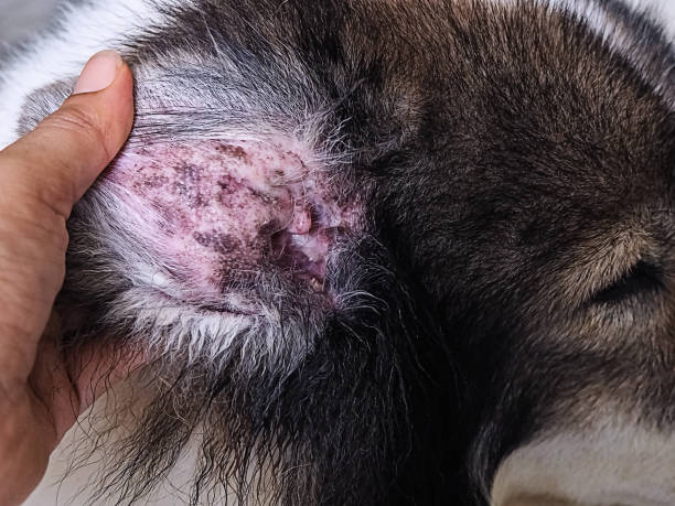 Dog ear infection