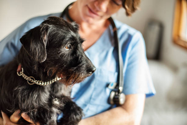 Black dog being carried by veterinary staff