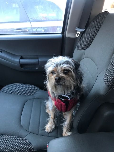 Yorkie mix sitting in front seat of car looking sad