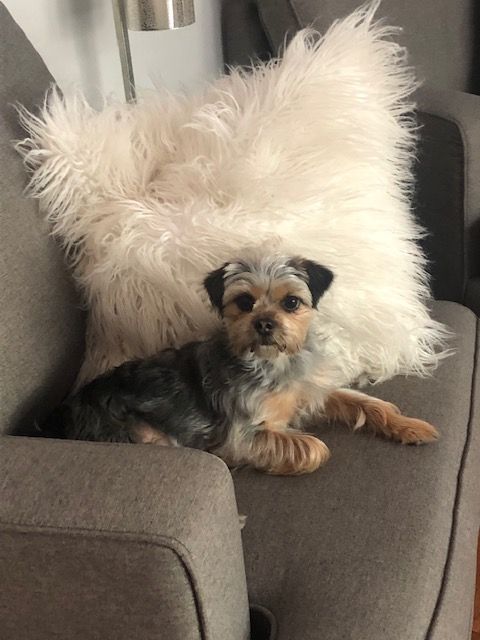 Healthy Yorkie mix sitting on a fluffy white pillow smiling