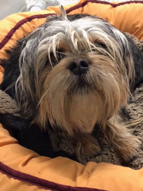Yorkie mix snuggling in bed 
