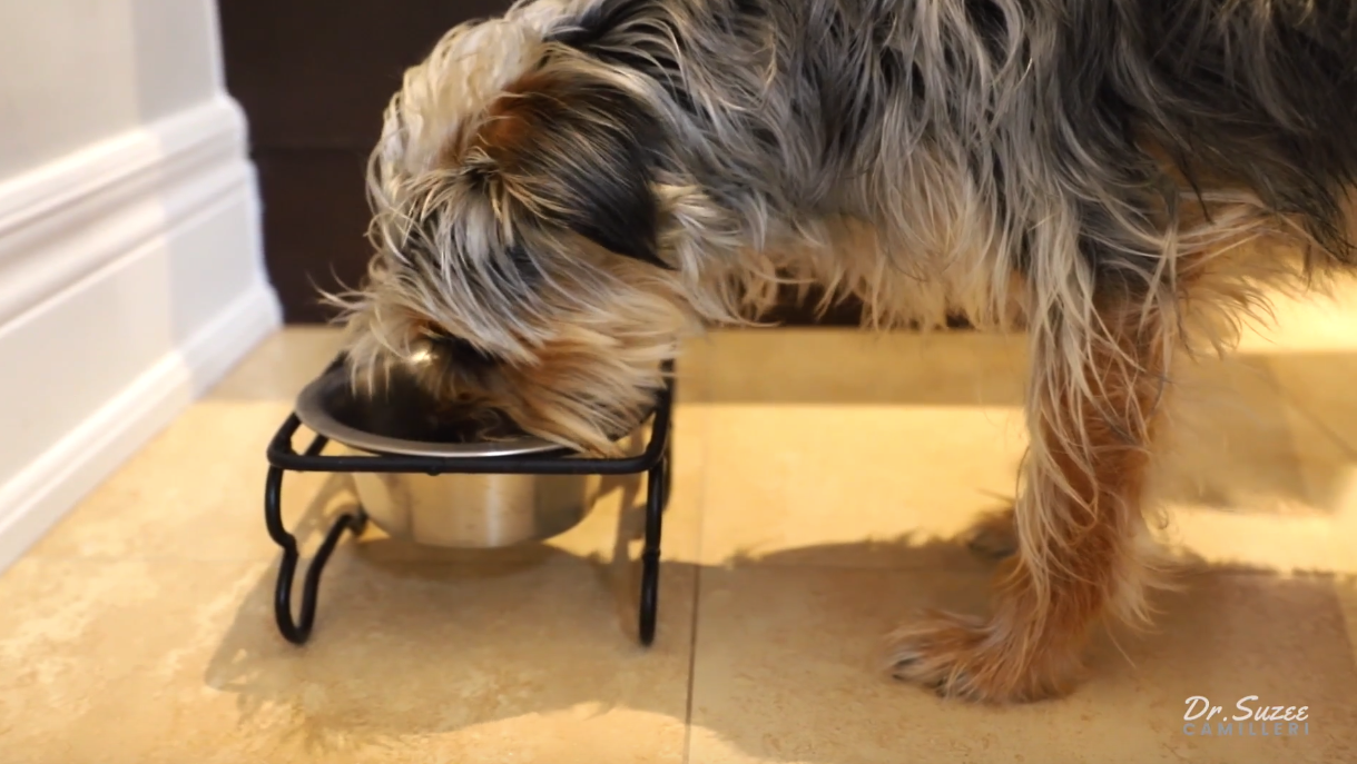 Yorkie mix eating out of silver bowl