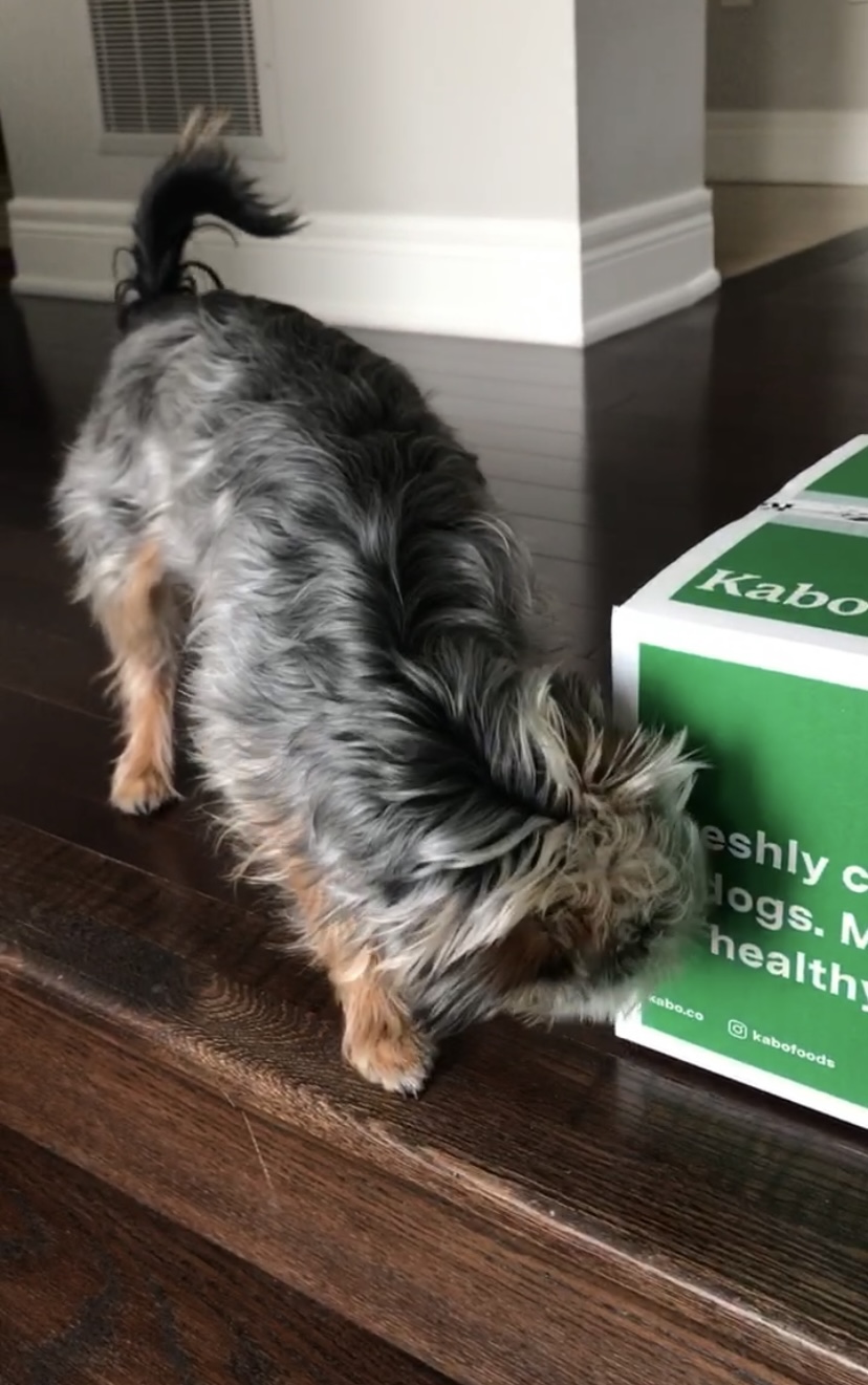 Yorkie mix sniffing Kabo fresh food 