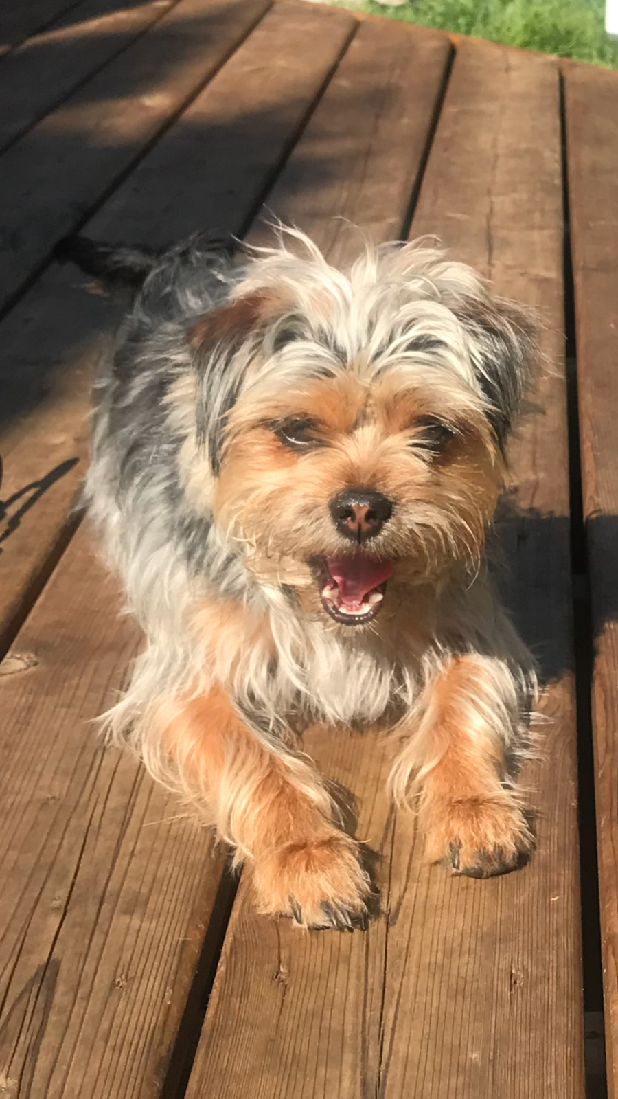 Yorkie mix basking in the sun