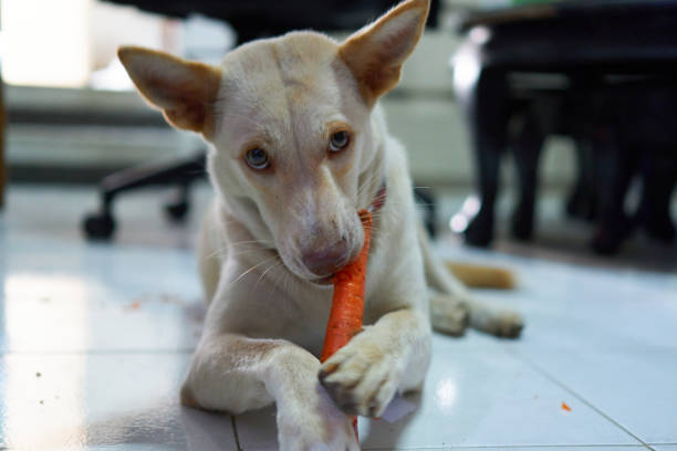 Cream coloured dog chewing and eating a raw carrot