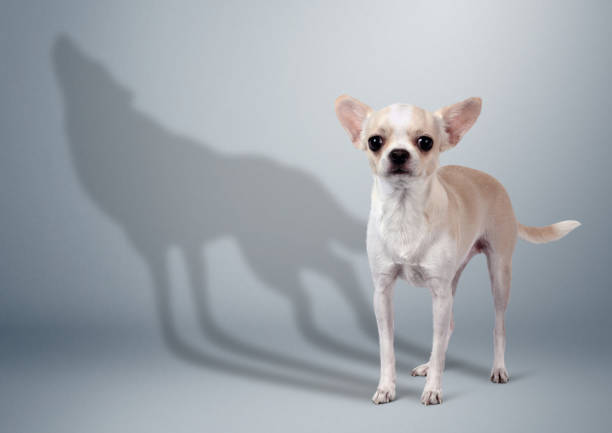 Chihuahua looking timid with shadow casted as a wolf