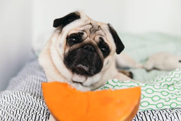 Pug staring at owner while eating melon