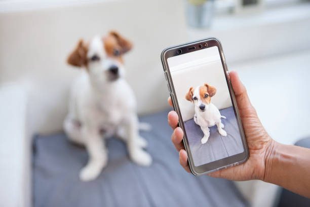 Small brown and white dog staring at owner while taking a photo