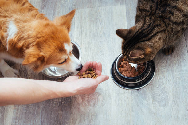 Human hand feeding corgi kibble next to cat