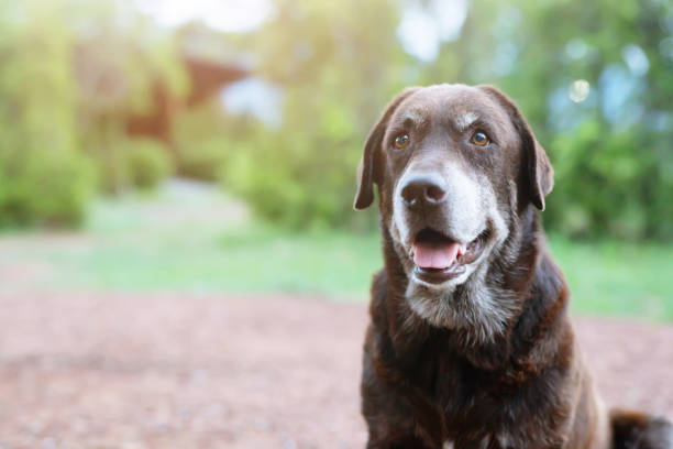 Senior Black Labrador with white hair around face sitting in the sun
