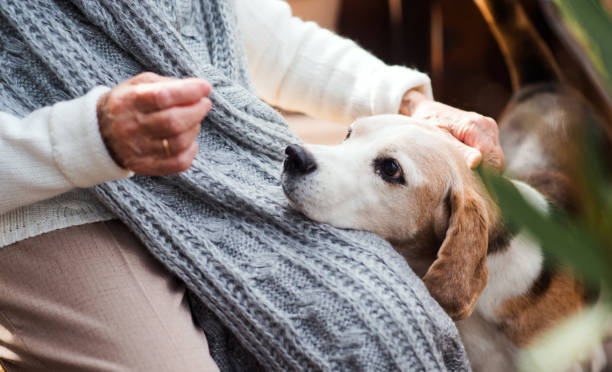 Senior Beagle laying head on owners lap