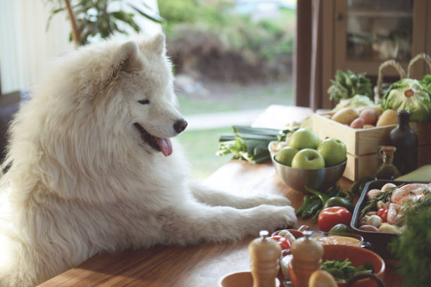 White Samoyed with paws up on the counter filled with fruits and vegetables 