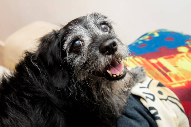 Senior black dog smiling at camera laying in bed