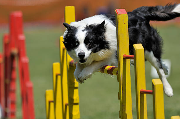 Black and white dog jumping over obstacle course