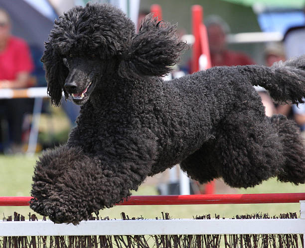 Black Poodle jumping over obstacle course