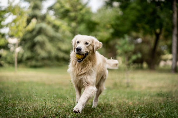 Golden Retriever running on green grass with a yellow tennis ball in his mouth