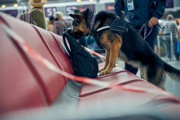 German Shepherd sniffing black backpack at airport