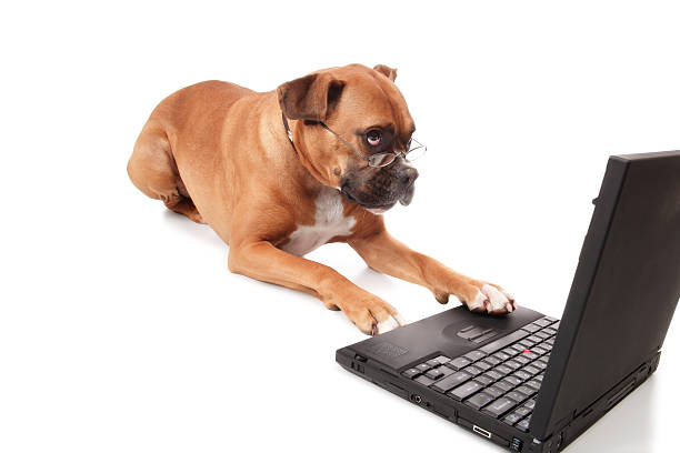 Boxer wearing glasses tapping on laptop keyboard