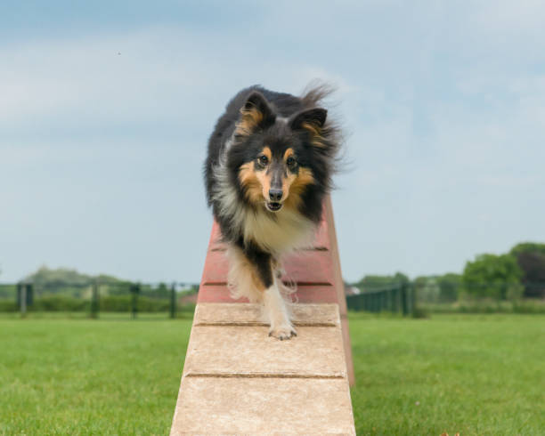 Sheltie walking down ramp