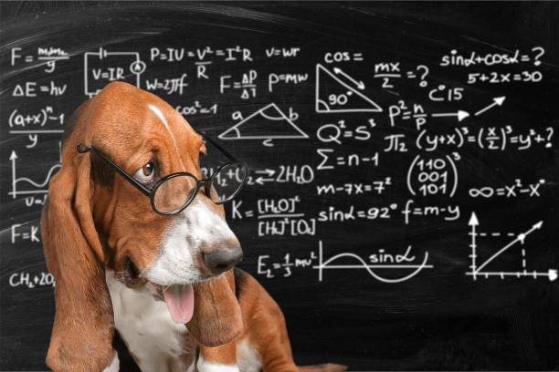 Beagle wearing glasses standing in front of black chalkboard