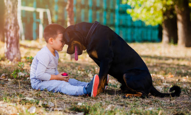 Rottweiler hanging out with kid in sunset