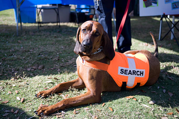 Blood Hound wearing orange search vest resting