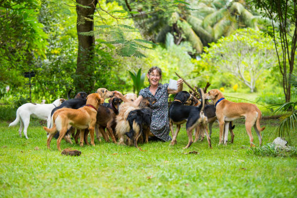 Pack of dogs hanging around lady wearing dress