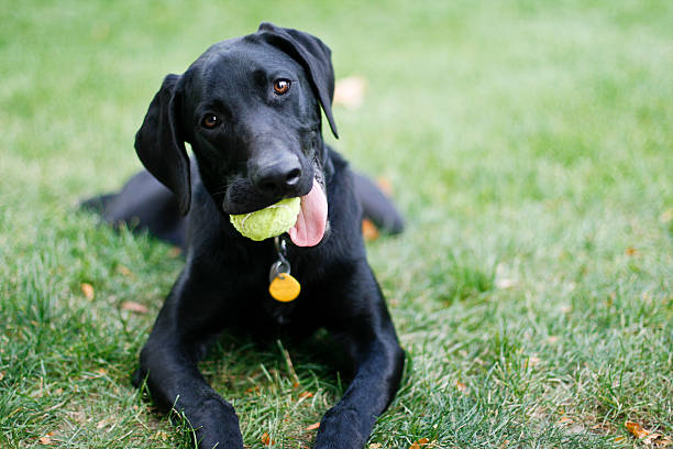 Black dog hanging out on green grass with tennis ball in mouth