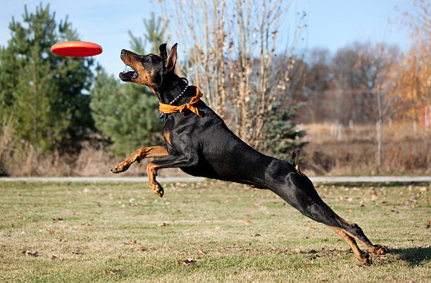 Black dog launching in the air to catch frisbee