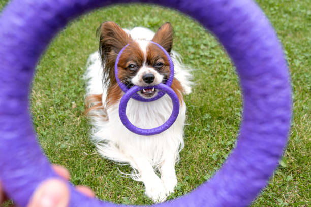 Brown and white Papillon dog chewing on purple toy