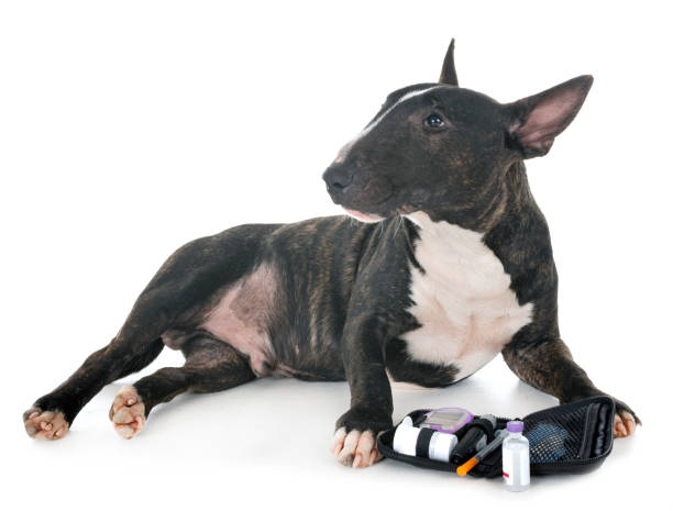 Bull terrier with insulin kit