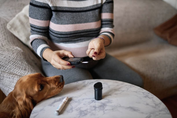 Owner checking blood sugar of her cavalier spaniel