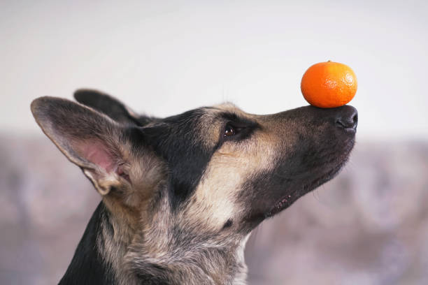 German shepherd balancing an orange on its nose