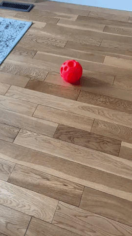 Cocker spaniel pushing around food ball