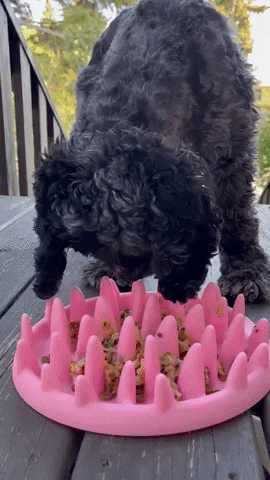 Cocker spaniel eating out of a pink obstacle bowl