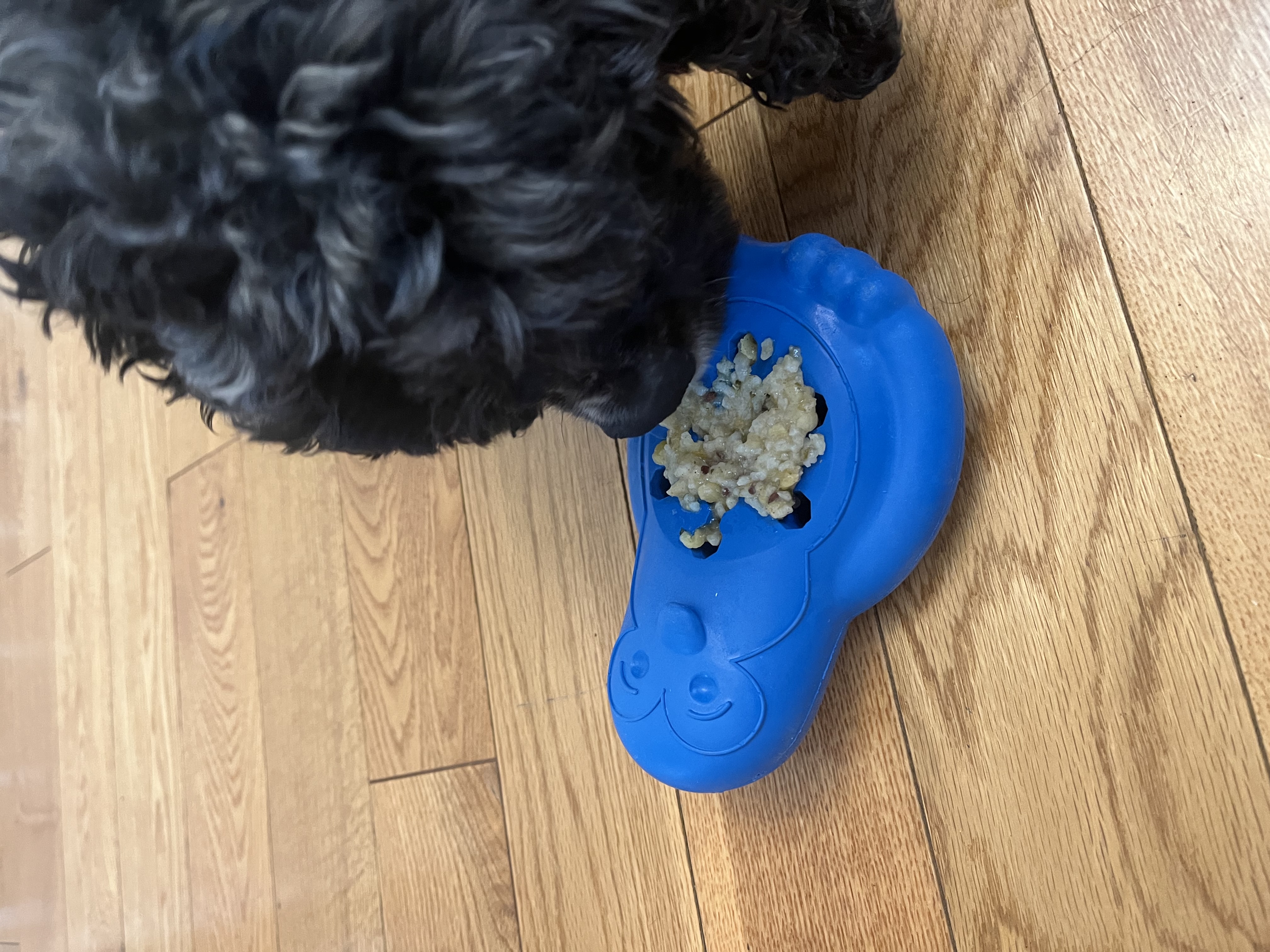 Cocker spaniel eating food out of chilly penguin toy