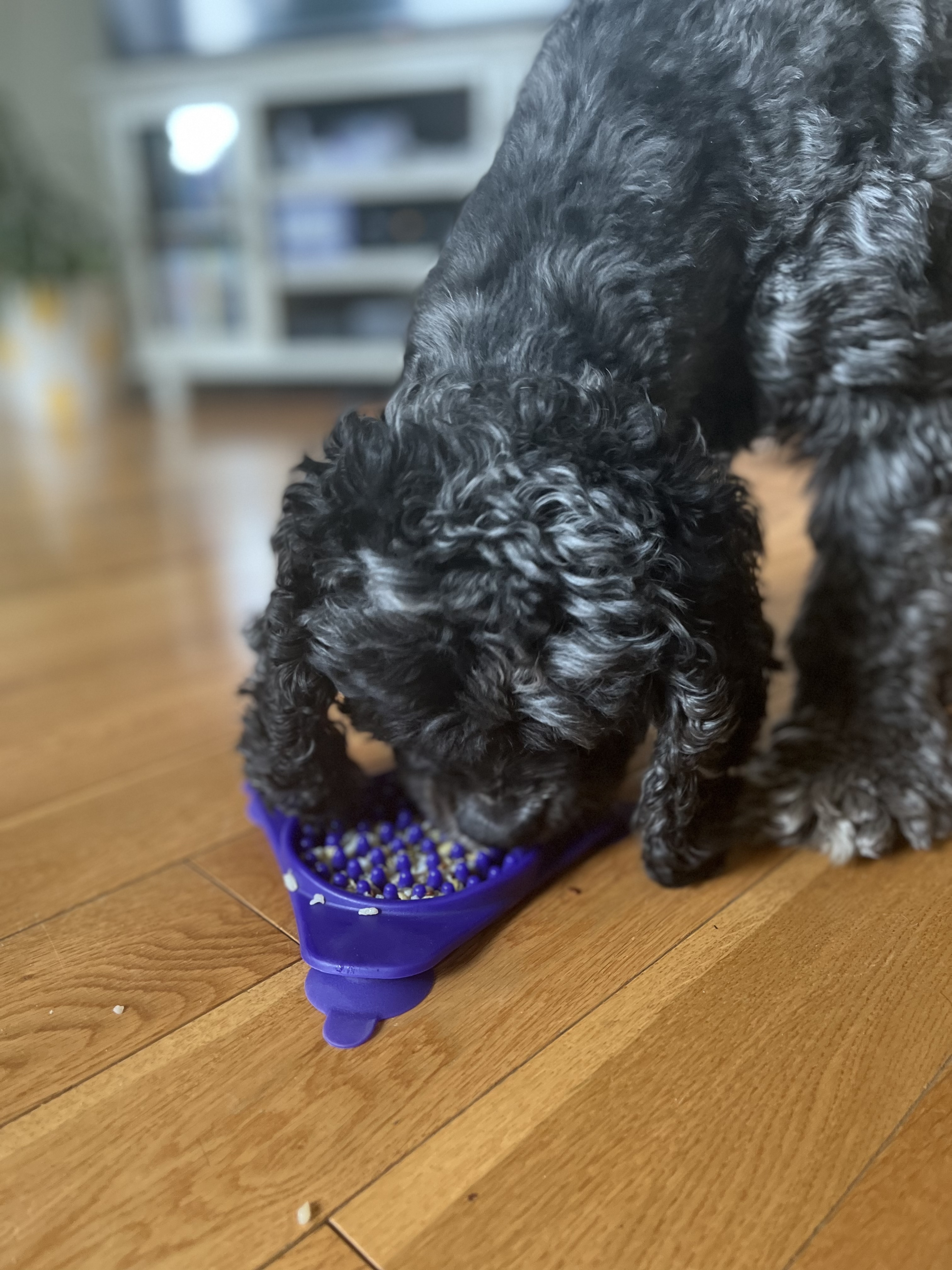 Cocker spaniel eating food off of a purple lick mat