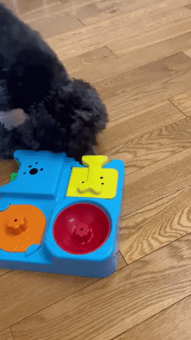 Cocker spaniel playing with puzzle toy