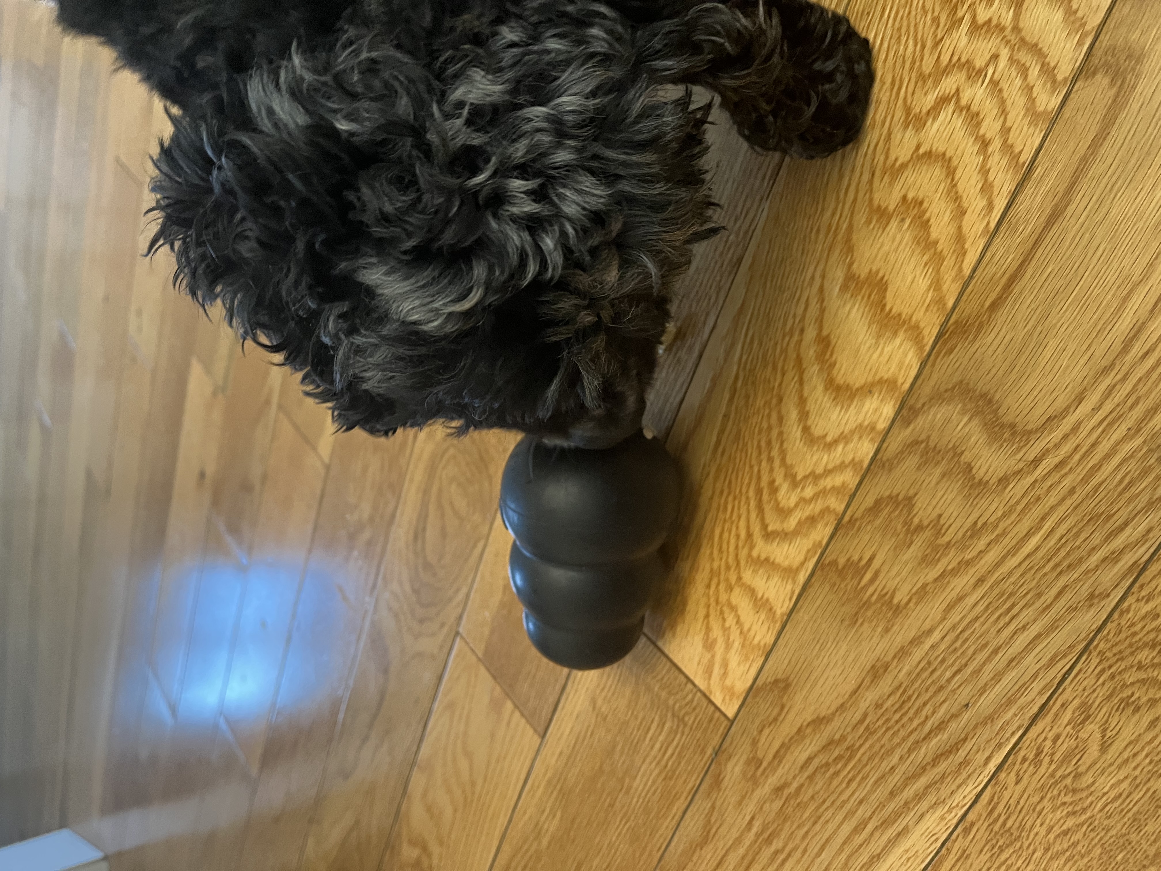 Cocker spaniel eating food out of Kong toy