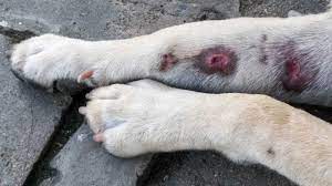 white dog legs with several red skin lesions