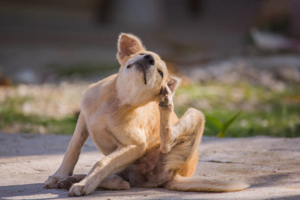 Yellow lab scratching ear