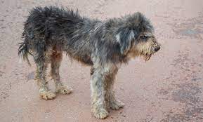 large fluffy dog with matted fur