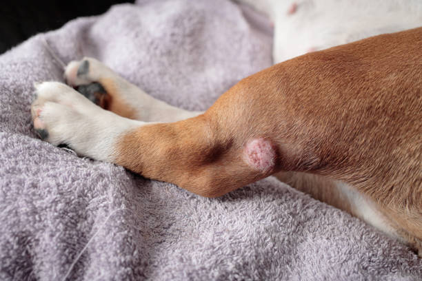 leg of red dog with small pinkish-red lesion