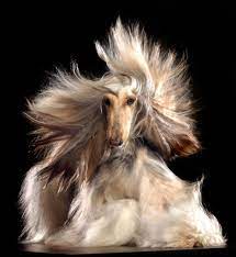 large Afghan dog with long flowing healthy hair coat
