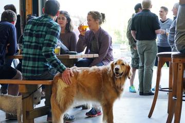 Brewery with picnic bench seating and golden retriever walking