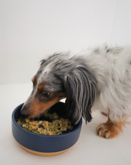 Weiner dog eating fresh cooked salmon recipe 