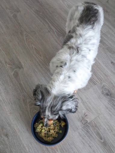 Weiner dog eating fresh cooked salmon recipe