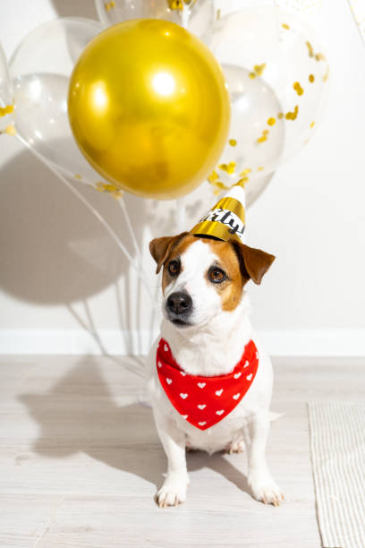 Terrier wearing a bandana at a party