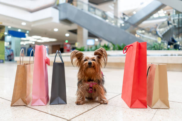 Yorkie on a shopping spree in the mall