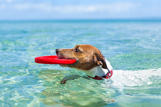 Terrier swimming in the ocean